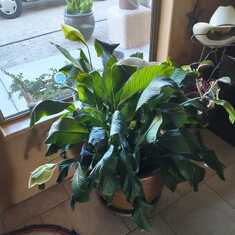 Peace Lily that I got when mom passed away, now 2 years old. Blooming beautiful just like moms spirit.