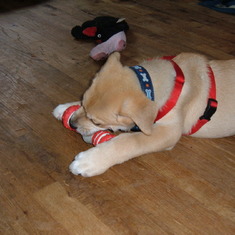 Baby Marty playing with a KONG toy.