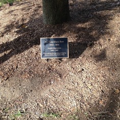Barry's plaque at the foot of the tree 11/4/17