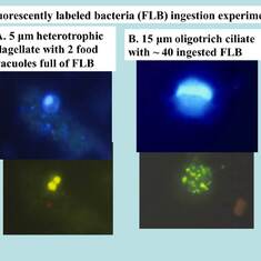 Epifluorescence images showing uptake of green fluorescing bacteria by estuarine protists