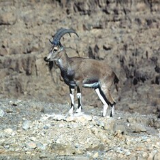 Wild ibex in the Negev desert, fall 1979