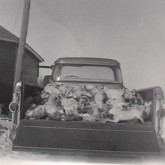 truck full of rabbits with Gordy and Charlie
