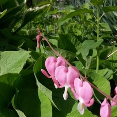 Awesome picture Bear took of a Bleeding Heart flower!