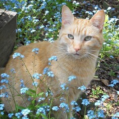 Beamer, the most special, loving cat, he will be missed so much.
