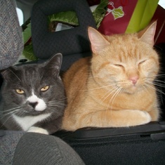 Beamer and his brother Bentley in the car going home for Christmas.