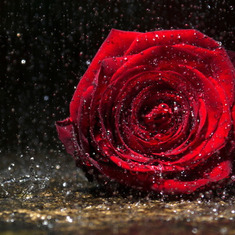 Beatko piekna roza dla Ciebie