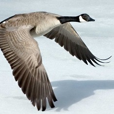 Beate loved her Geese ~ x ~ Fly free & visit our hearts often