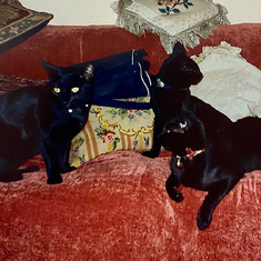 The 3 black Siamese cats, that followed Ben everywhere 