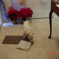 Chip loves to open his presents