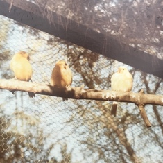 Canary aviary