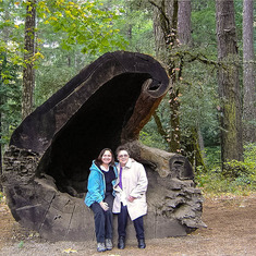 Redwoods 2005 trunk