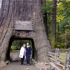 Redwoods Chandelier Tree - 2005