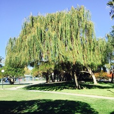 Photo From One of "My Walks" Collection!
I know that both of us would have noticed "the neatly trimmed Weeping Willow Tree" that's surely "Weeping" by now. Laughs! Laughs! Laughs!