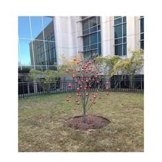 Memorial Tree for Betty and other Groton colleagues