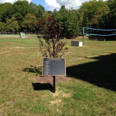 Tree with plaque