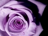 Lavender_rose
