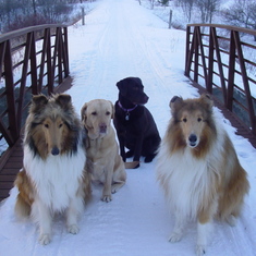 Keeper, Geordie and the "Grand-dogs" Violet and Marigold on the Kissing Bridge Trail
