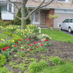 Front Yard Garden in Spring