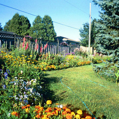 Garden along back fence