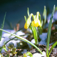 Miniature Daffodil