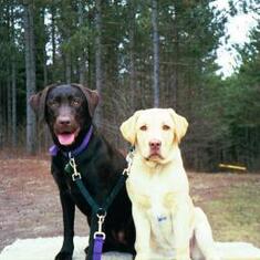 The "grand-dogs" - Violet and Marigold
