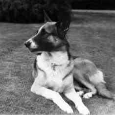 Misty (West Vancouver) - "the most expensive dog, ever" (bought the dog and got a house!) - Misty "came with" the house they bought in West Vancouver, B.C. back in the late 1970's.  She was truly a "rock hound" - she loved to retrieve rocks that were so b