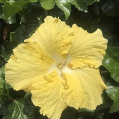 Hibiscus outside Blair’s home (April 2020)—symbol of sunshine, happiness and good luck