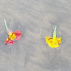 Mom's favourite flowers - thrown into the sea to mark her passing a year ago today.