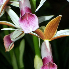 Phaius_australis_flowers