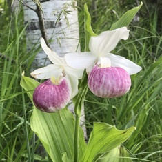 One of Bob's Stunning photo's of Lady Slipper's--Puposky, MN