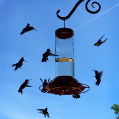 Hummingbirds_9.13.15