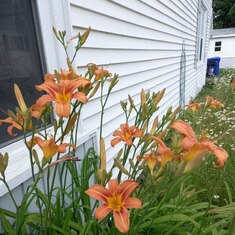 Day lilies opened for you  today Brad