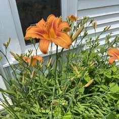 Your Day Lily is blooming for you!