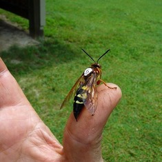 Brian helped his Uncle Mac find this picture of a socalled killer wasp for a TV news broadcast -- see stories
