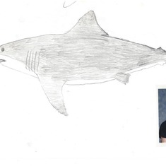 Brian was obsessed with predators, particularly sharks, from his early years up to when he decided to major in biology in college. Here is an early drawing, accompanied by a picture to show his age at the time.