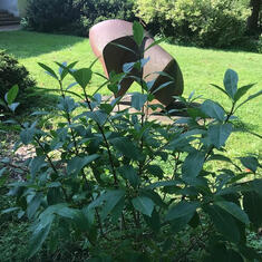 This bush was planted in our church's memorial garden in memory of Brian-when 1st planted.