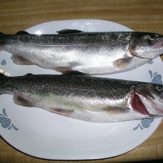 Trout on a plate waiting for Daddy to cook them up