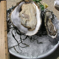 Boston Oysters