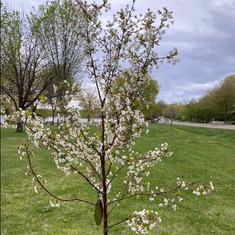 The trees our families planted in Bri's honour are in bloom!  We visit them often on our walks.