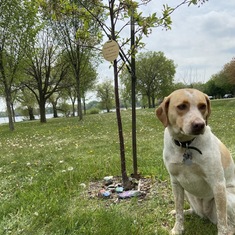 Beloved dog Emery by Bri's trees after the rock painting.