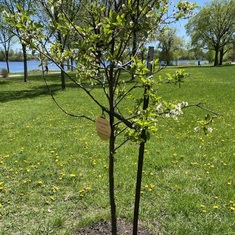 One of Bri's trees on this lovely spring day.  We visit these trees almost every day.