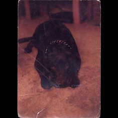 Putney Swope, Bruce's beloved dog who passed in 1998. Yes, he's named after the movie.