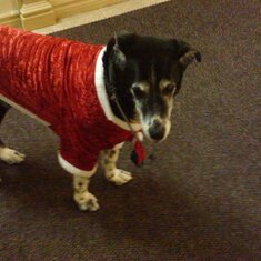 BUDDY DEC. 2010, in his Santa outfit, megan bought him, to keep him warm & in the Xmasy Holiday spirit. Soo cute. at her apt. in lobby.