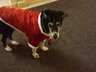 BUDDY DEC. 2010, in his Santa outfit, megan bought him, to keep him warm & in the Xmasy Holiday spirit. Soo cute. at her apt. in lobby.