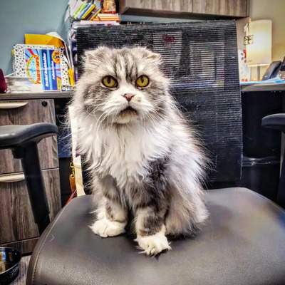 Bunny The Office Cat