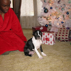 Calvin with one of his Boston Terriers...  there were 6.  Dutchess, Sarge, Joshua, Samson, Sophie, & Buster.