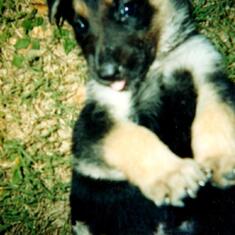 Natchez as a puppy. Candy and Steve loved their girls!