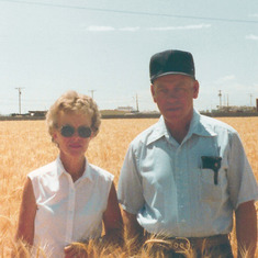 Best Wheat Crop! circa 1980's