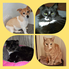 Our Pippa, Missy, Marly and Barly. All our pets have always been cared for by Carol including our previous pets over many years. Carol has always been so loving and caring. 