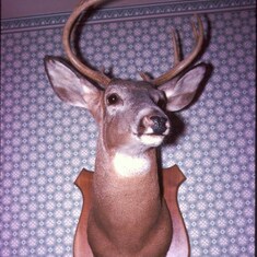 Bill's Deer Mounting - 1954 - 